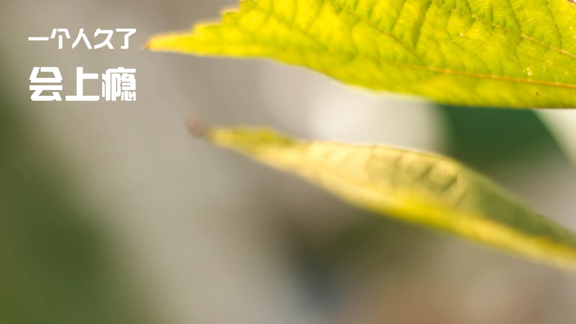 高原主场化身季后赛战场，玻利维亚用NBA式战术思维完胜贝蒂斯