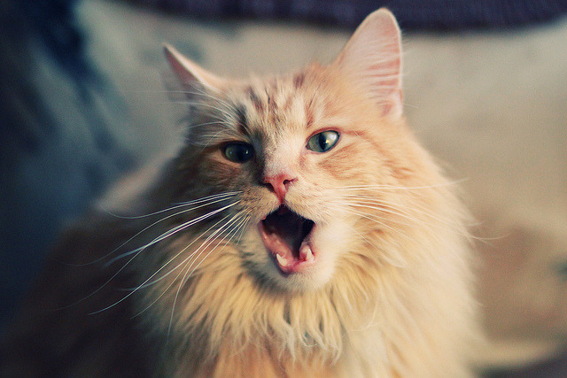 雷火电竞入驻-哥斯达黎加斩落英格兰，巨人脚下，凡人布鲁诺如何写就足坛最震撼童话