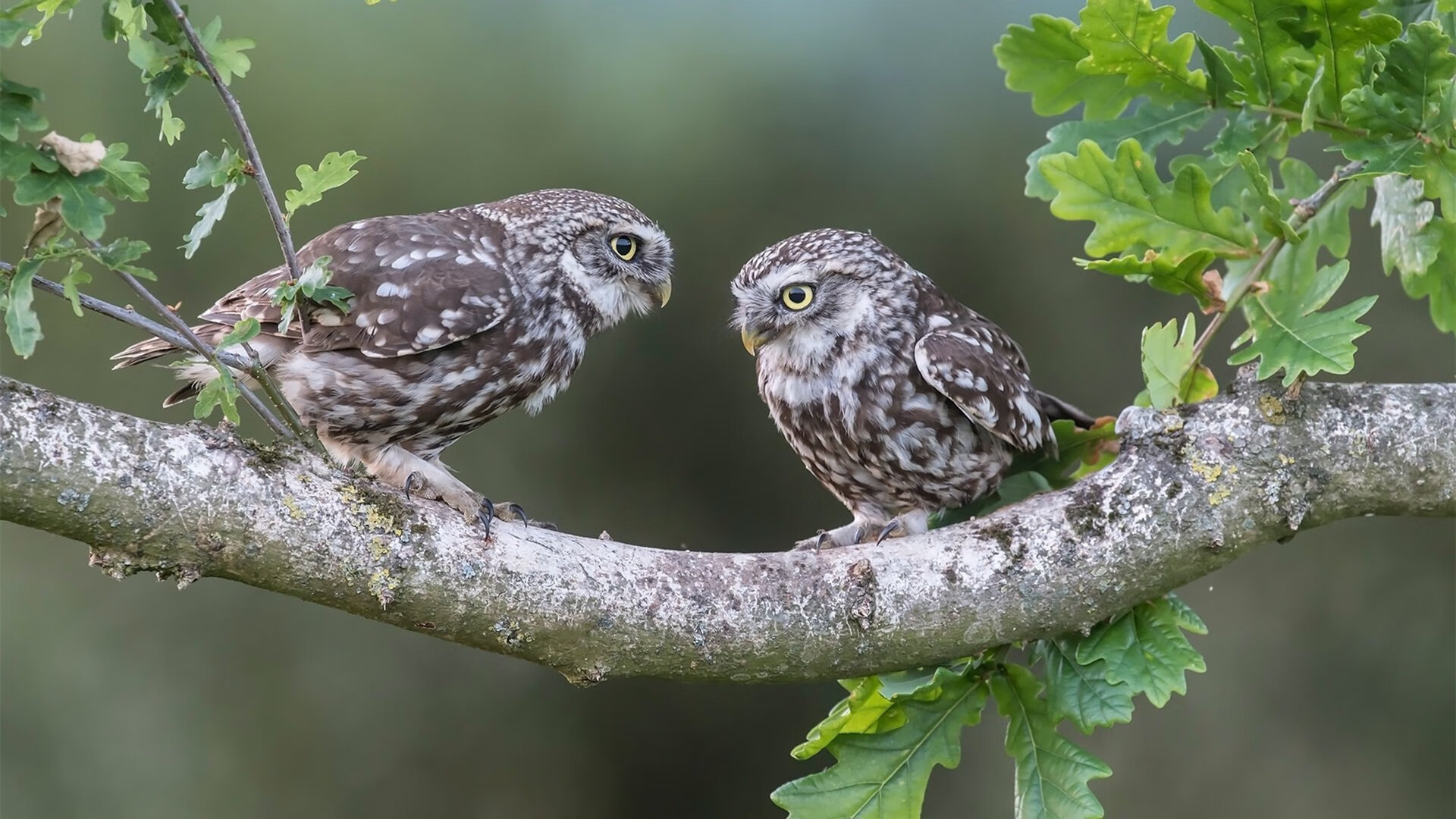 雷火电竞官网-红海行动与东京攻略，当萨拉赫刷屏与山本耀司收割巴黎成为同一种文化柔性轰炸
