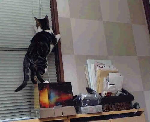 锐利獠牙撕裂欧洲堡垒!拉亚进攻风暴席卷法兰西,南非奇迹斩落里昂