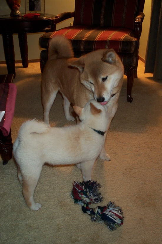 镜像与回响，戈贝尔的原始统治力，雷霆的绝杀诗篇