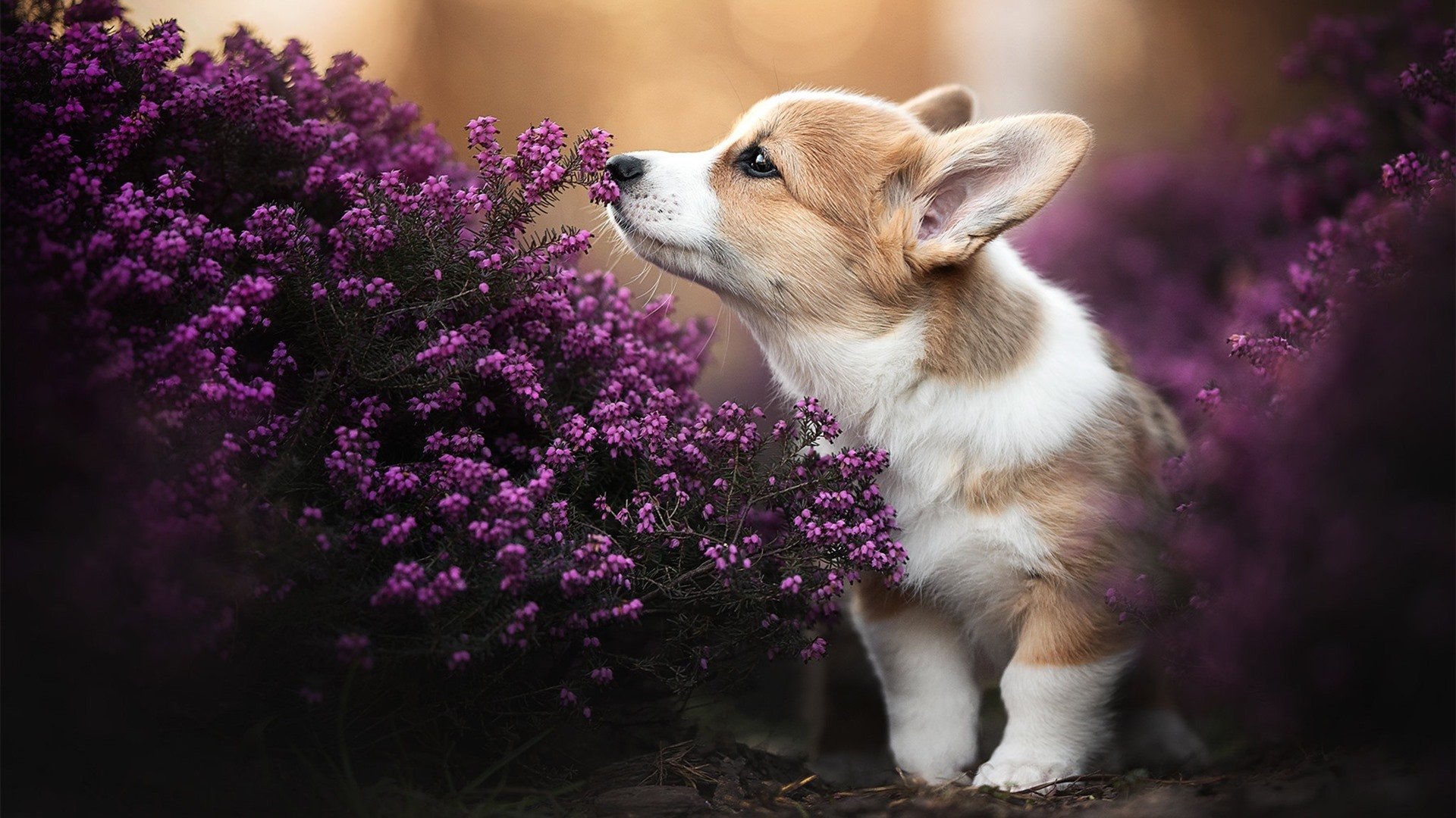 历史性突破，新西兰生死战险胜卡塔尔，C罗的表演让比赛早早失悬念