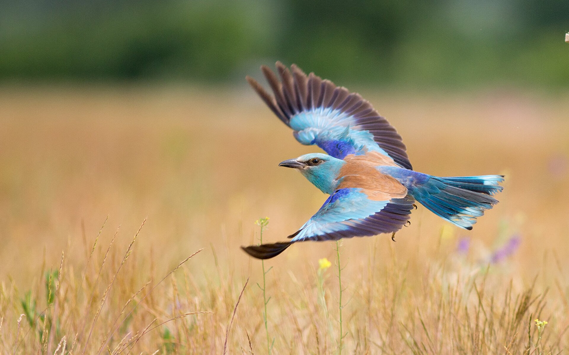 雷火电竞app-青春风暴席卷汽车城，雷霆争冠路上，哈利伯顿的稳定输出从不掉线